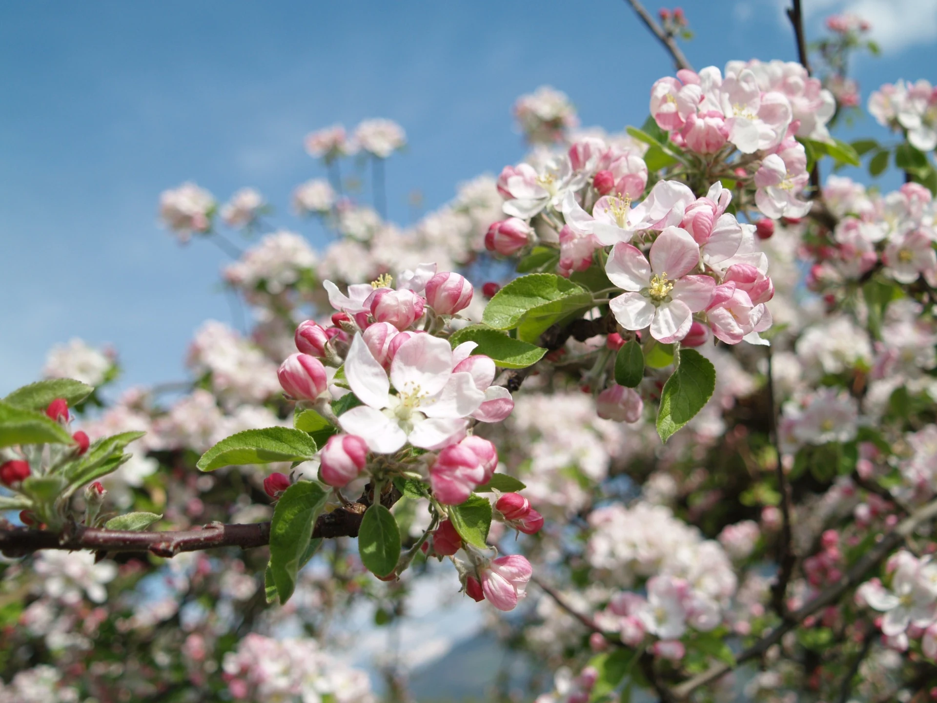 Apfelblüte, Vernatsch und die Sonnenhänge oberhalb Algunds